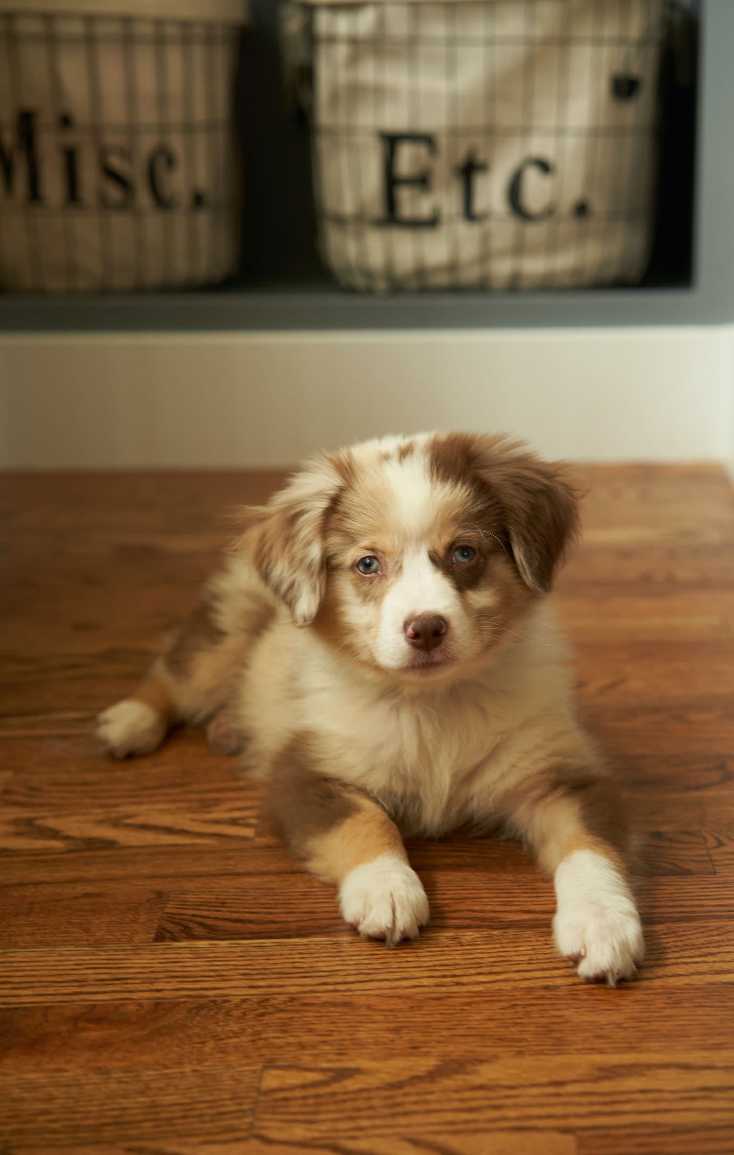 Dog Dorm Signup Legend