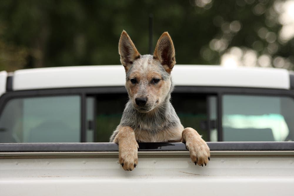dog dorm rescue