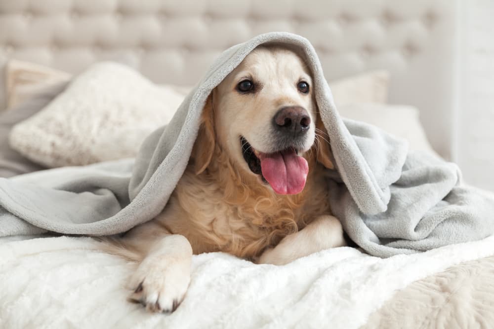 dog dorm rescue